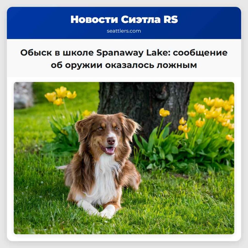Обыск в школе Spanaway Lake: сообщение об оружии