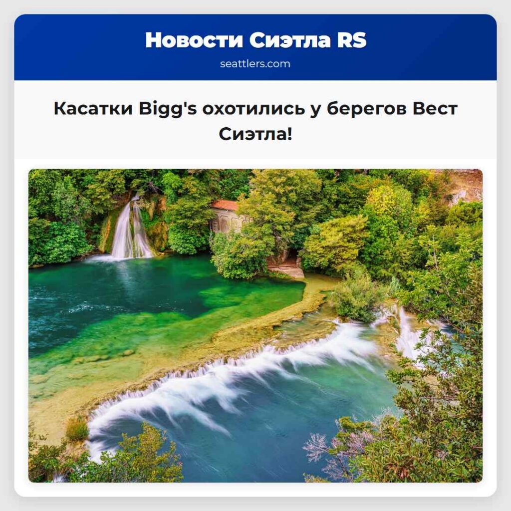 Касатки Bigg's охотились у берегов Вест Сиэтла!