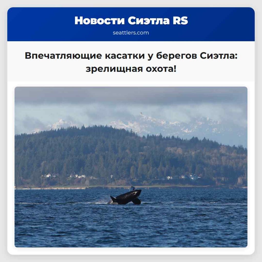 Впечатляющие касатки у берегов Сиэтла: зрелищная