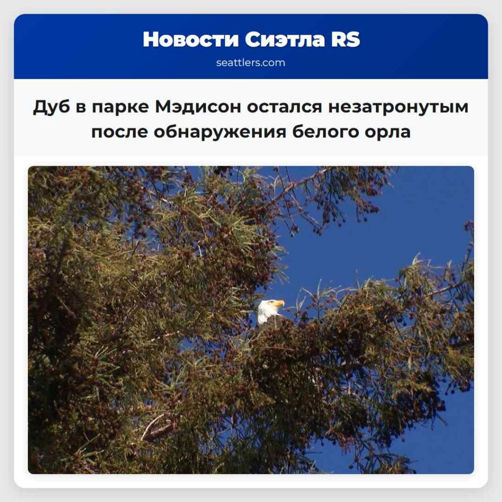 Дуб в парке Мэдисон остался незатронутым после