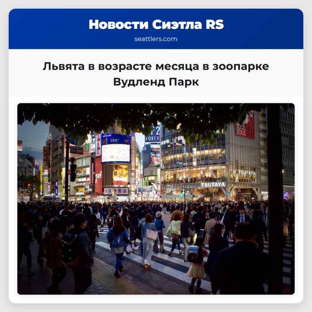 Львята в возрасте месяца в зоопарке Вудленд Парк