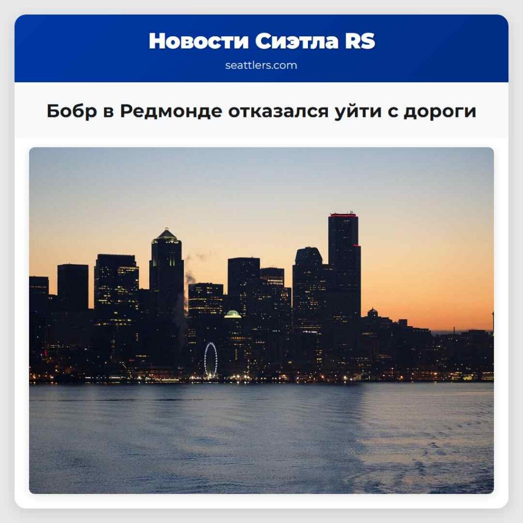 Бобр в Редмонде отказался уйти с дороги