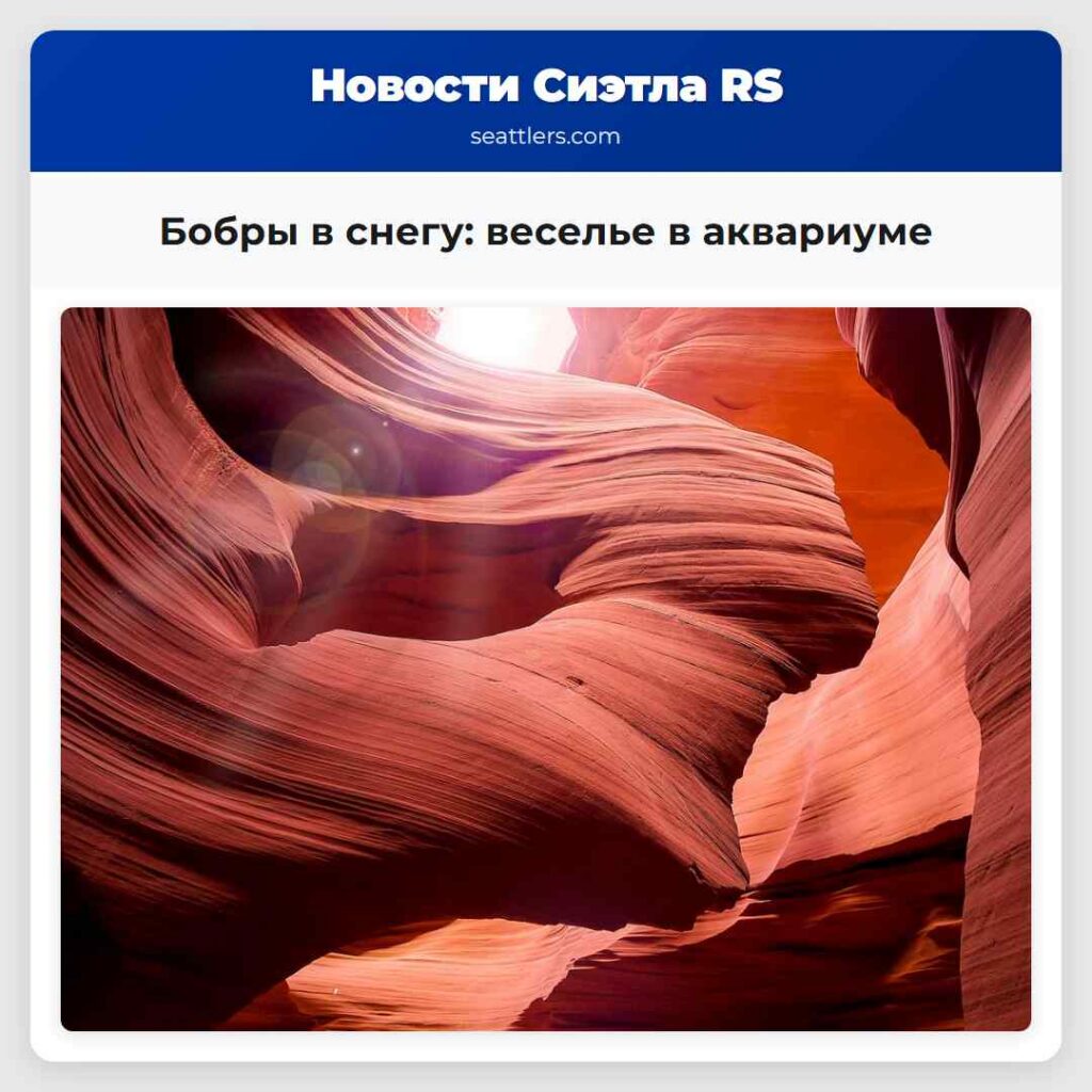 Бобры в снегу: веселье в аквариуме