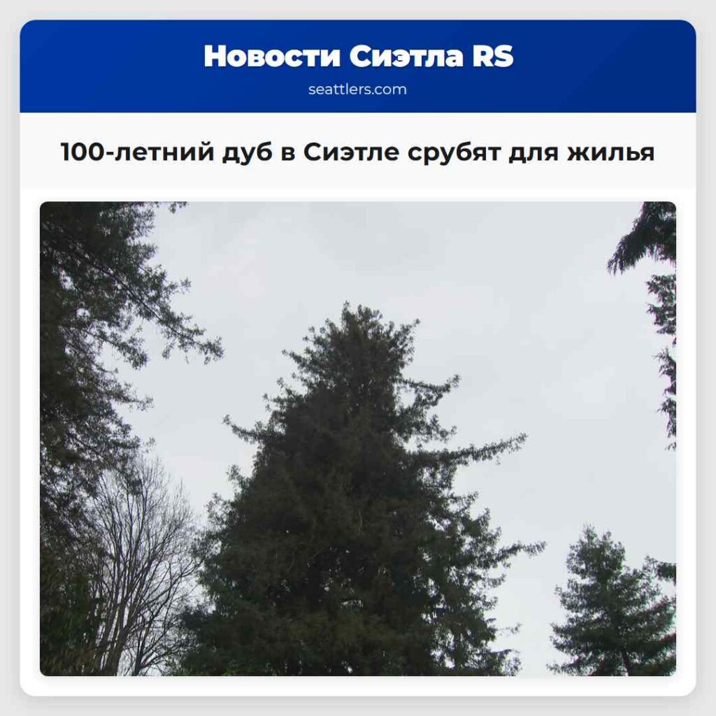 100-летний дуб в Сиэтле срубят для жилья