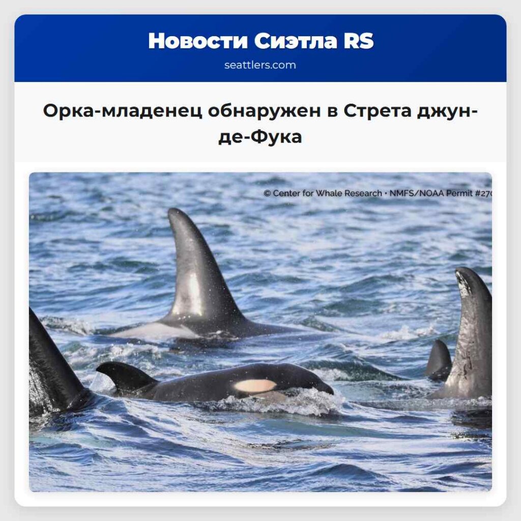 Орка-младенец обнаружен в Стрета джун-де-Фука