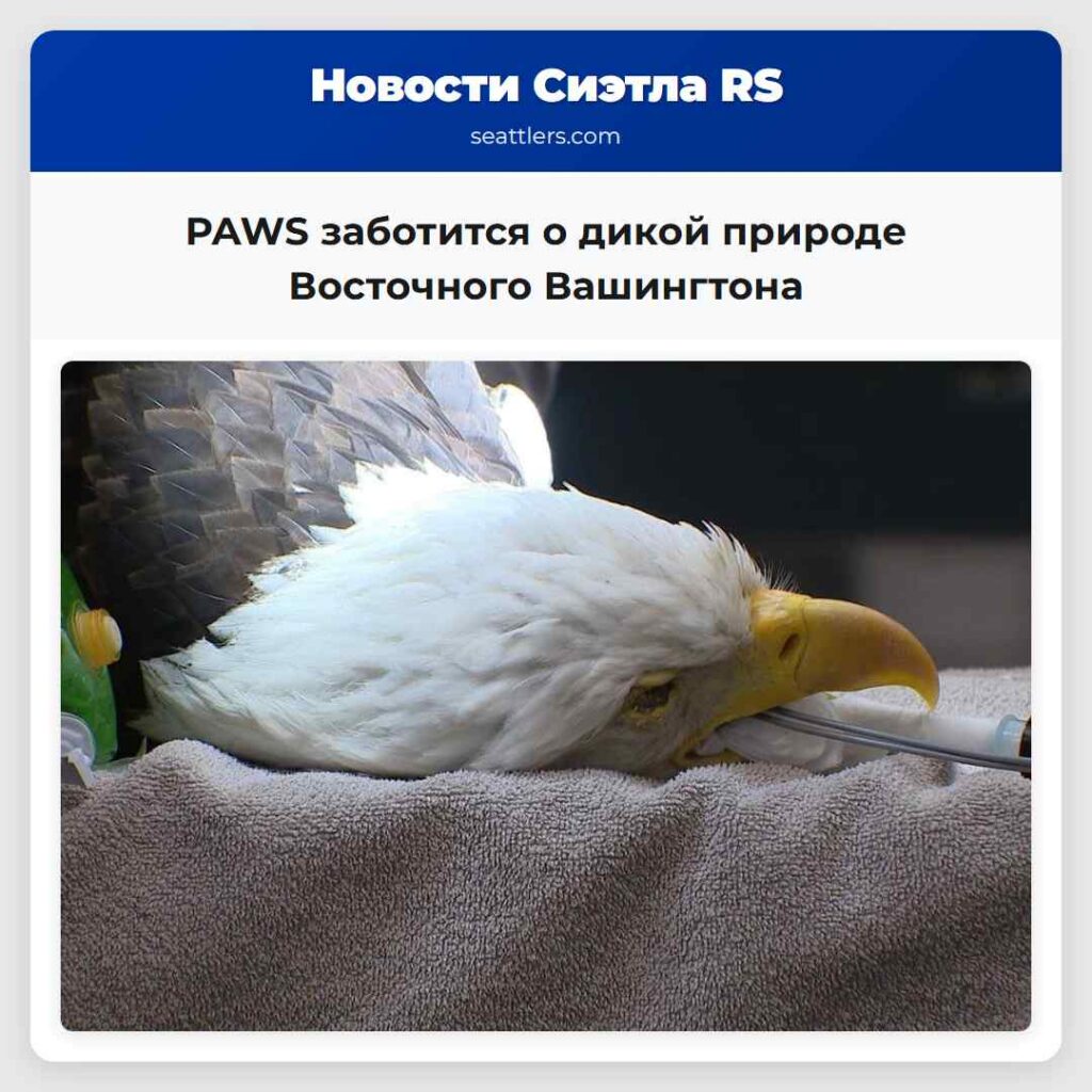PAWS заботится о дикой природе Восточного