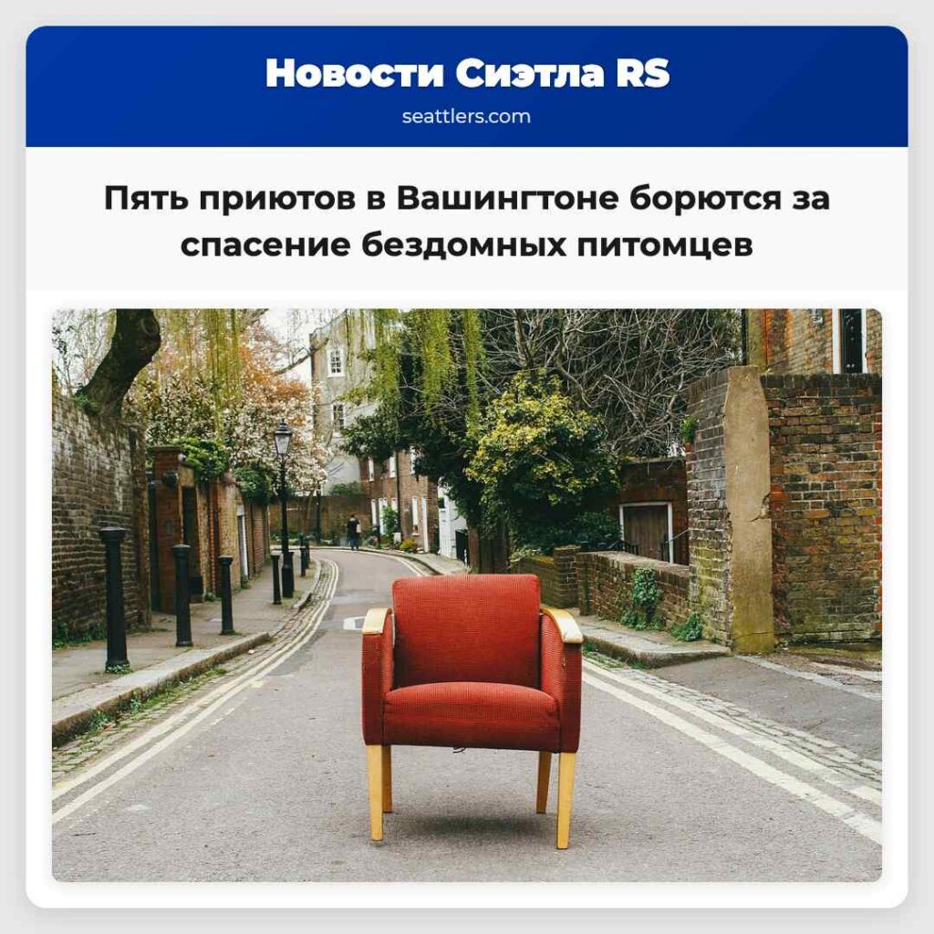 Пять приютов в Вашингтоне борются за спасение