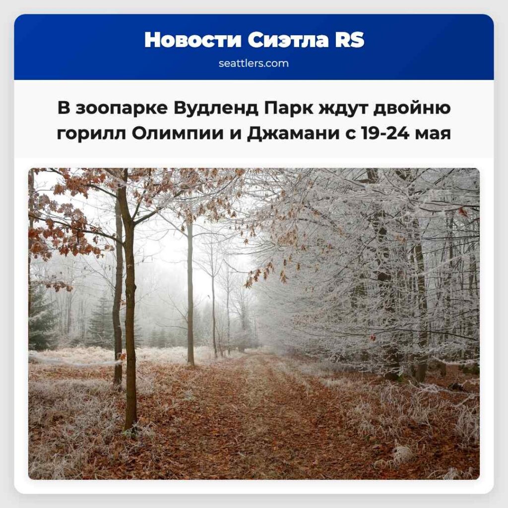 В зоопарке Вудленд Парк ждут двойню горилл