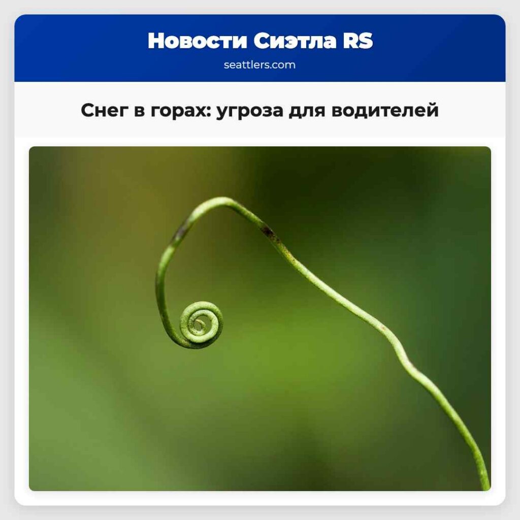 Снег в горах: угроза для водителей