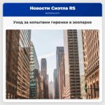 Операция по уходу за копытами гиренки Зоопарка Вудленд Парк