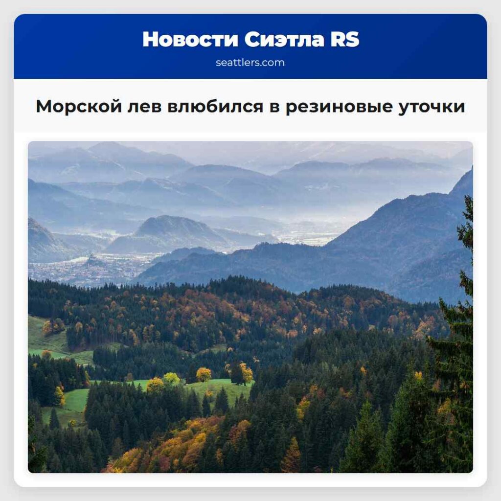 Морской лев влюбился в резиновые уточки