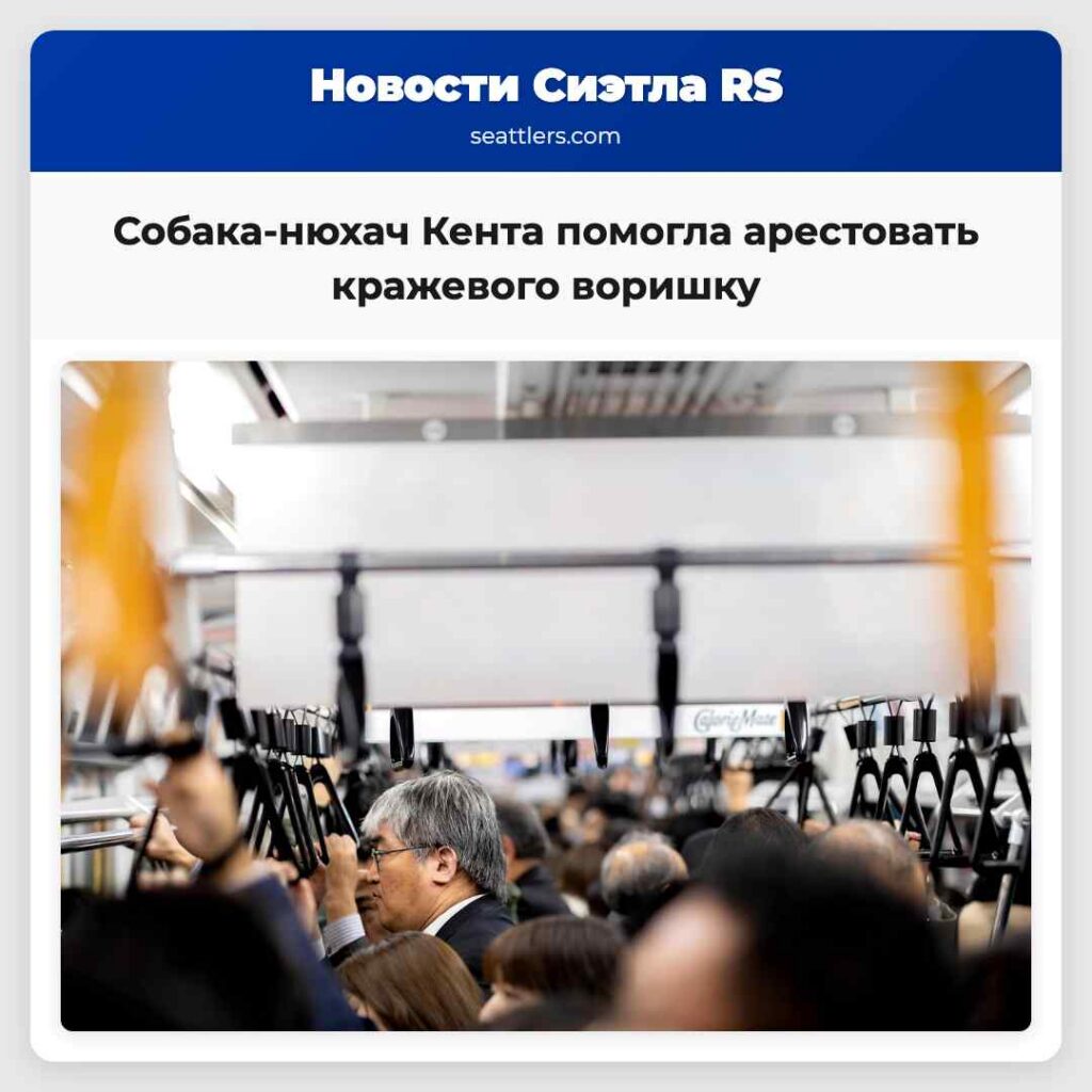 Собака-нюхач Кента помогла арестовать кражевого