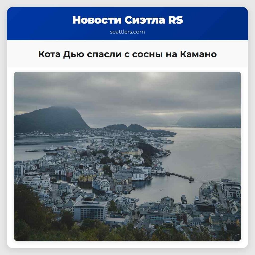 Кота Дью спасли с сосны на Камано