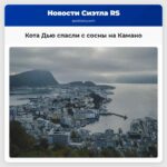 Кота Дью спасли с вершины сосны на острове Камано