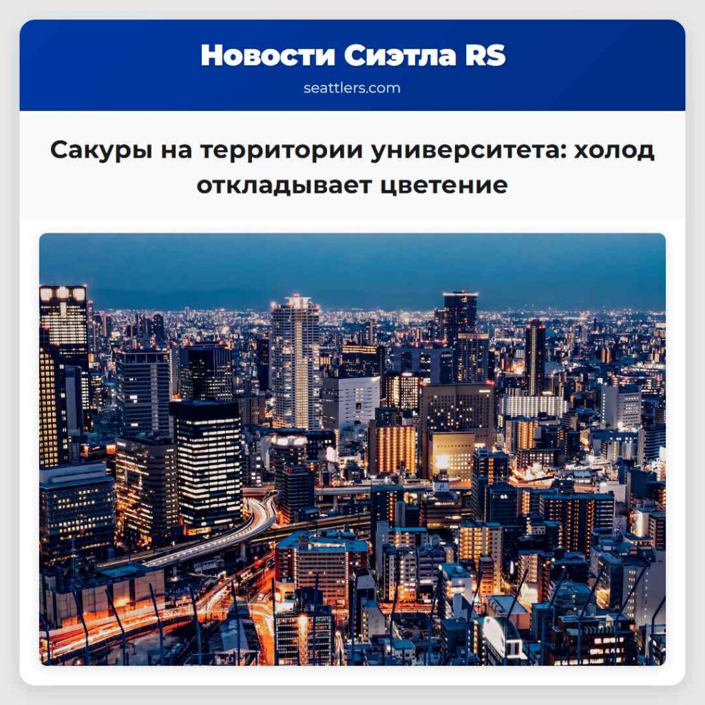 Сакуры на территории университета: холод