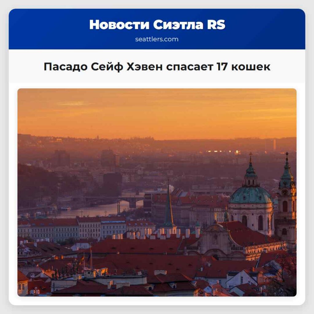 Пасадо Сейф Хэвен спасает 17 кошек