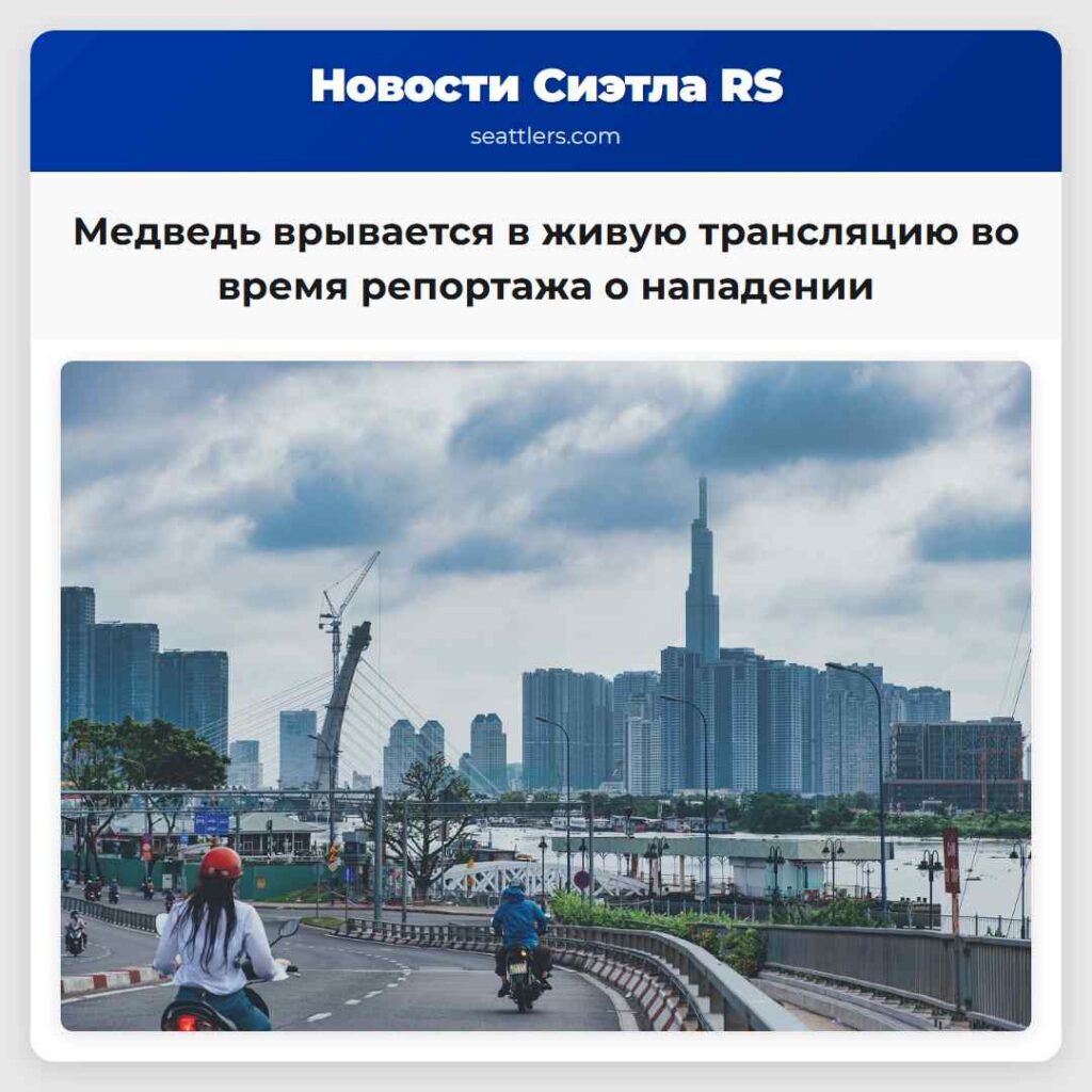 Медведь врывается в живую трансляцию во время