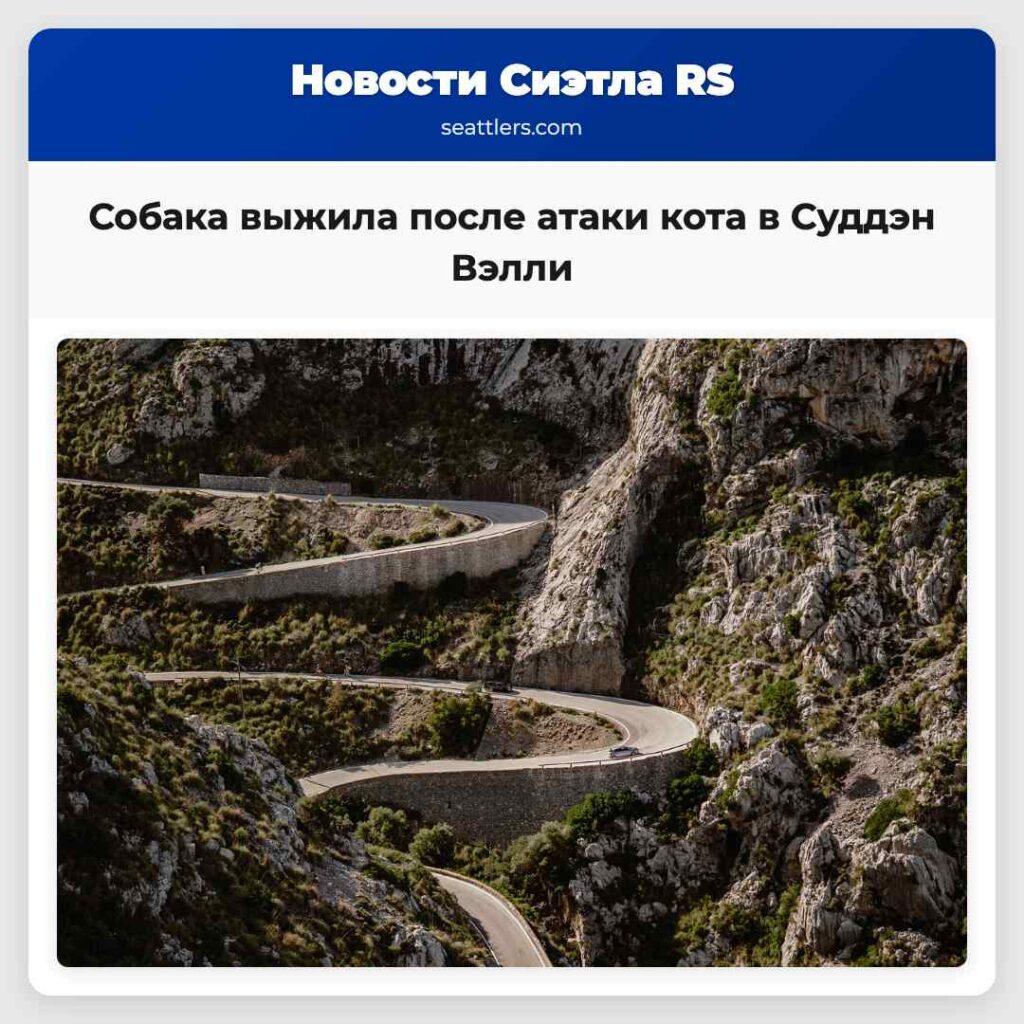 Собака выжила после атаки кота в Суддэн Вэлли