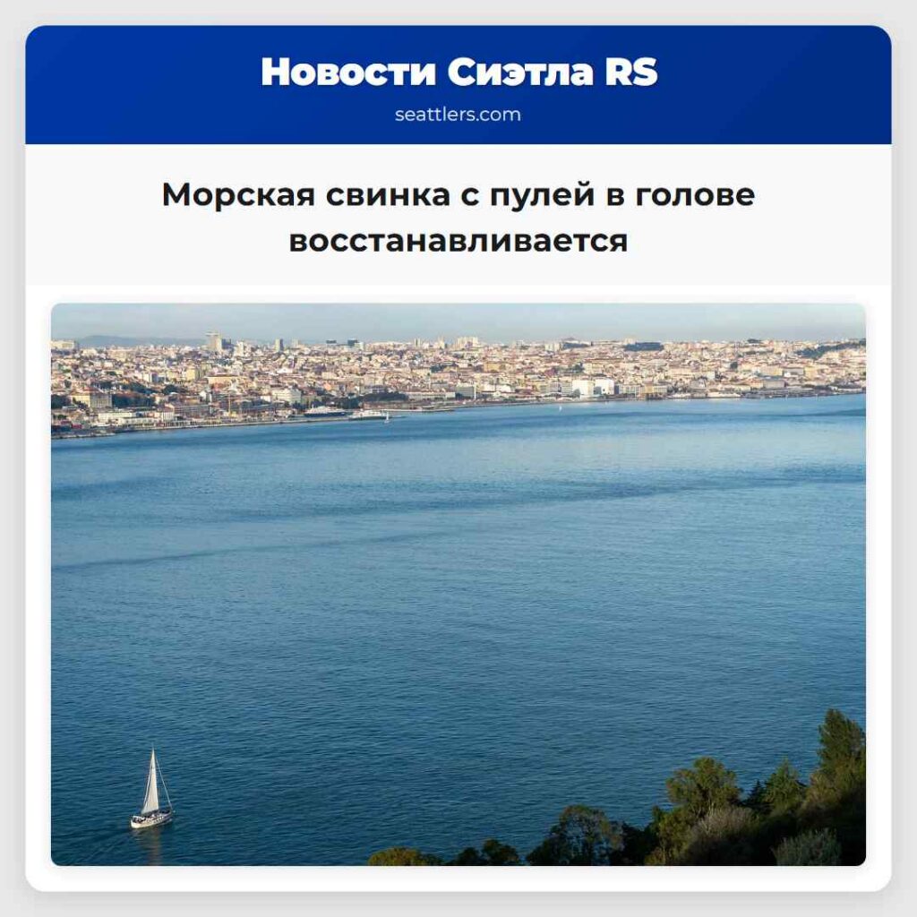 Морская свинка с пулей в голове восстанавливается