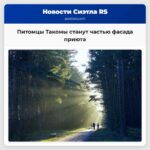 Ваш питомец может стать частью фасадной живописи приюта в Такоме