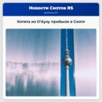 Котята из ОАуху спасённые наводнением прибыли в Сиэтл