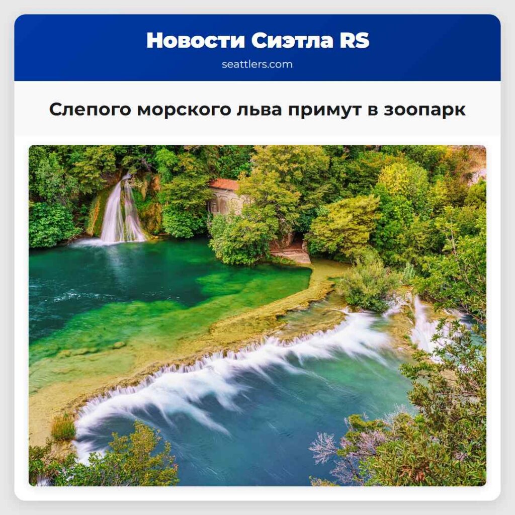 Слепого морского льва примут в зоопарк