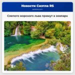 Зоопарк Point Defiance и аквариум примут слепого морского льва по имени Луковка