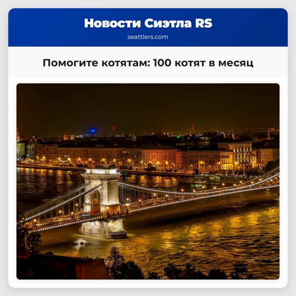 Помогите котятам: 100 котят в месяц