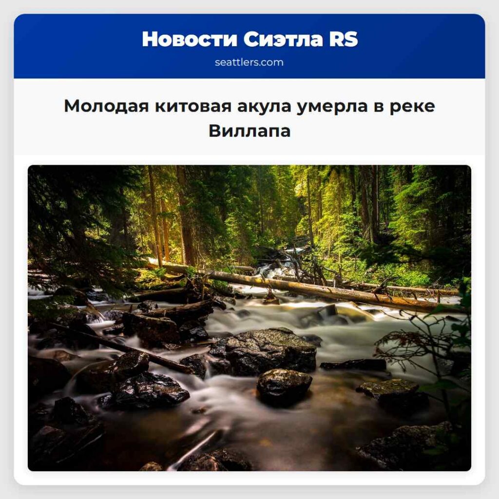 Молодая китовая акула умерла в реке Виллапа
