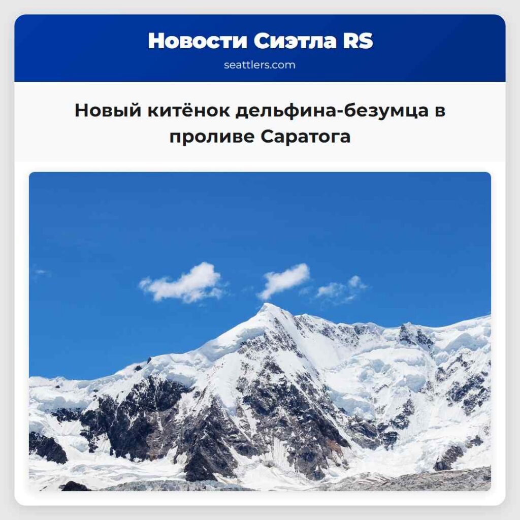 Новый китёнок дельфина-безумца в проливе Саратога