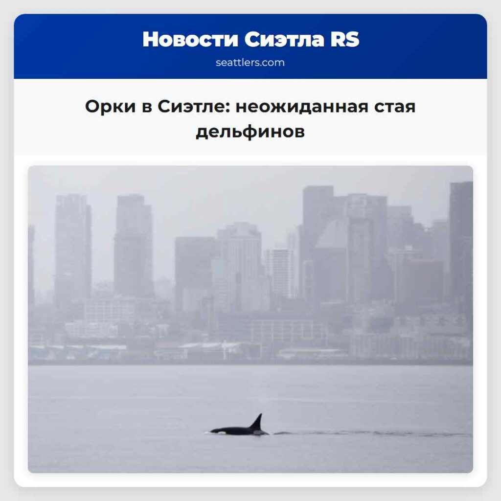 Орки в Сиэтле: неожиданная стая дельфинов