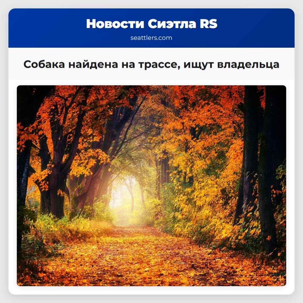 Собака найдена на трассе, ищут владельца