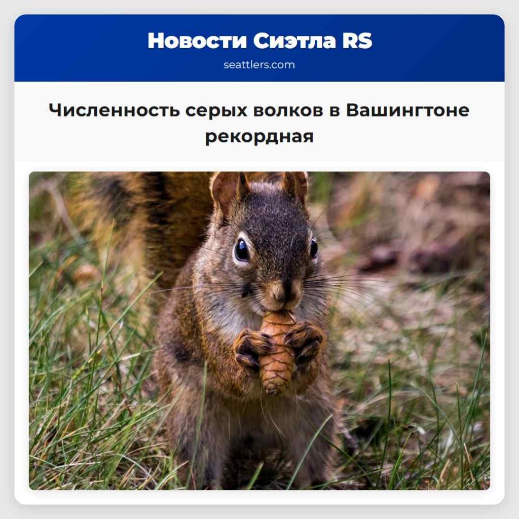 Численность серых волков в Вашингтоне рекордная