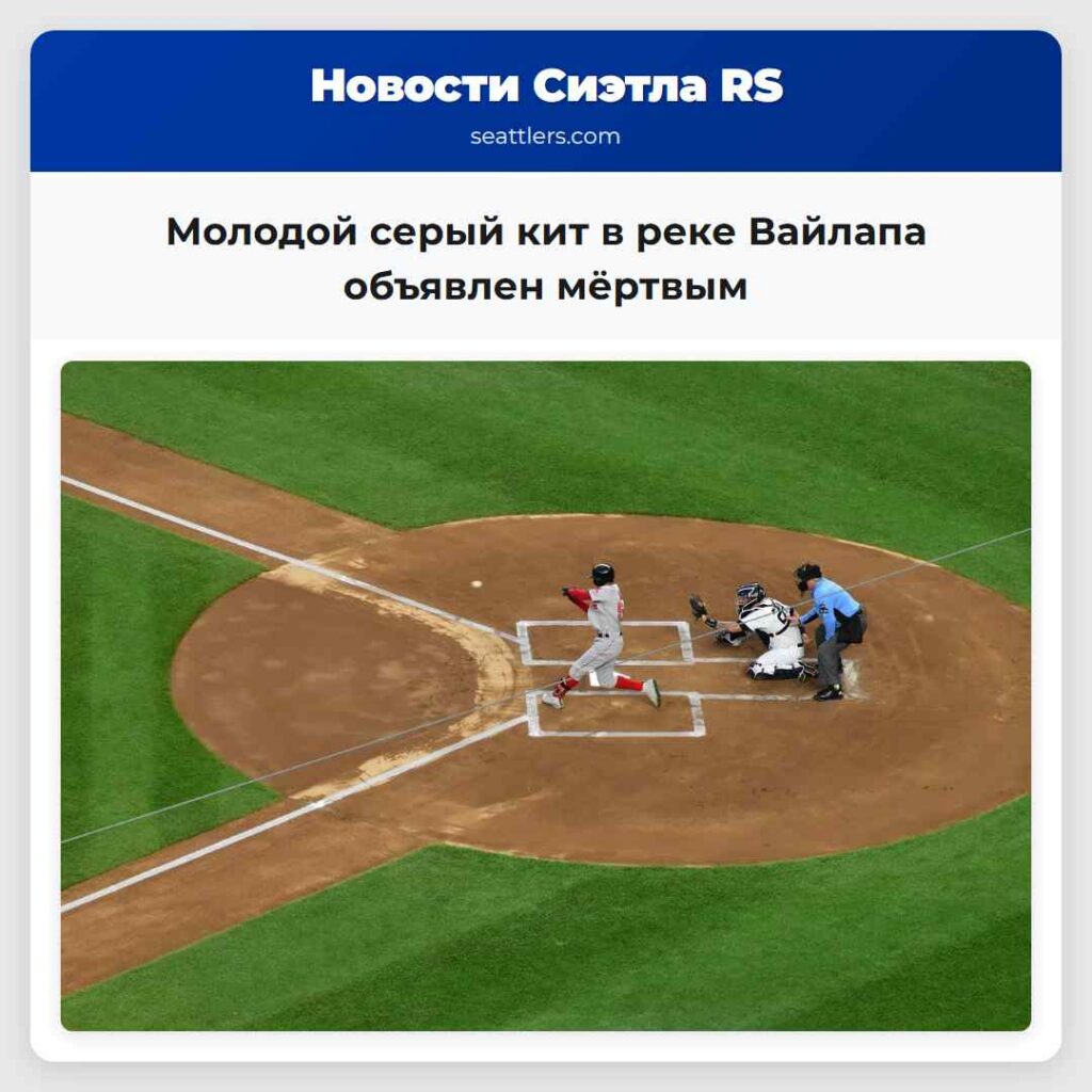 Молодой серый кит в реке Вайлапа объявлен мёртвым