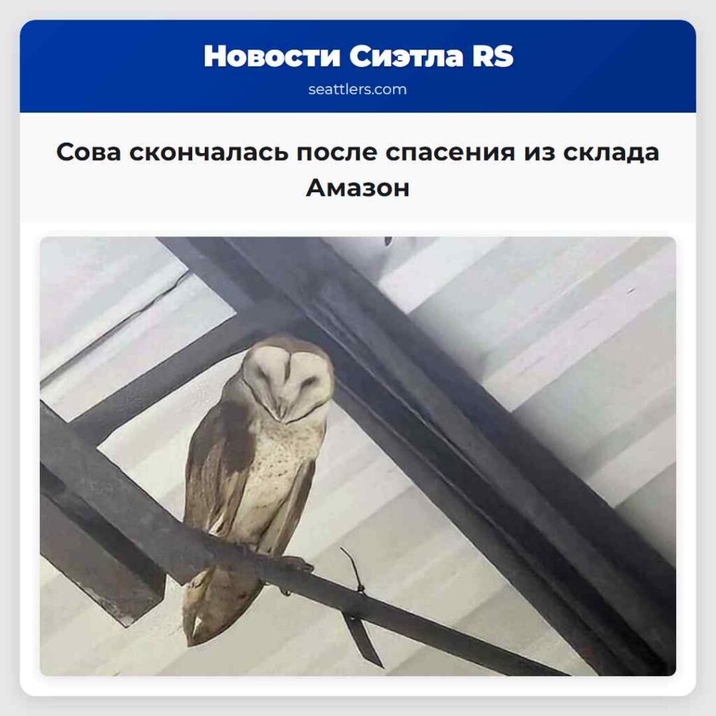 Сова скончалась после спасения из склада Амазон