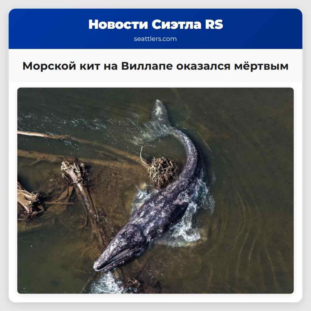Морской кит на Виллапе оказался мёртвым