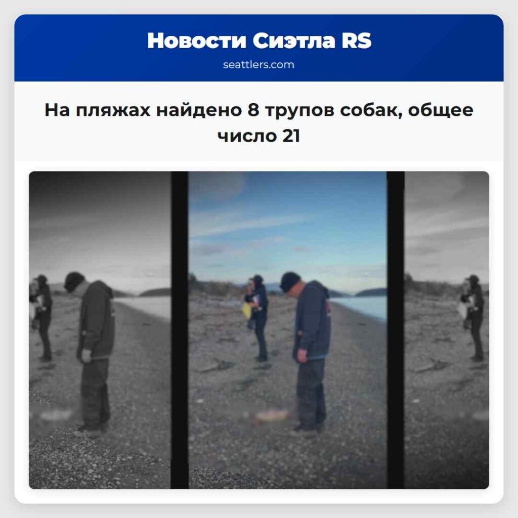 На пляжах найдено 8 трупов собак, общее число 21