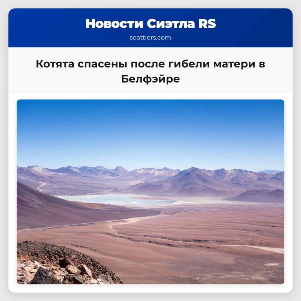 Котята спасены после гибели матери в Белфэйре