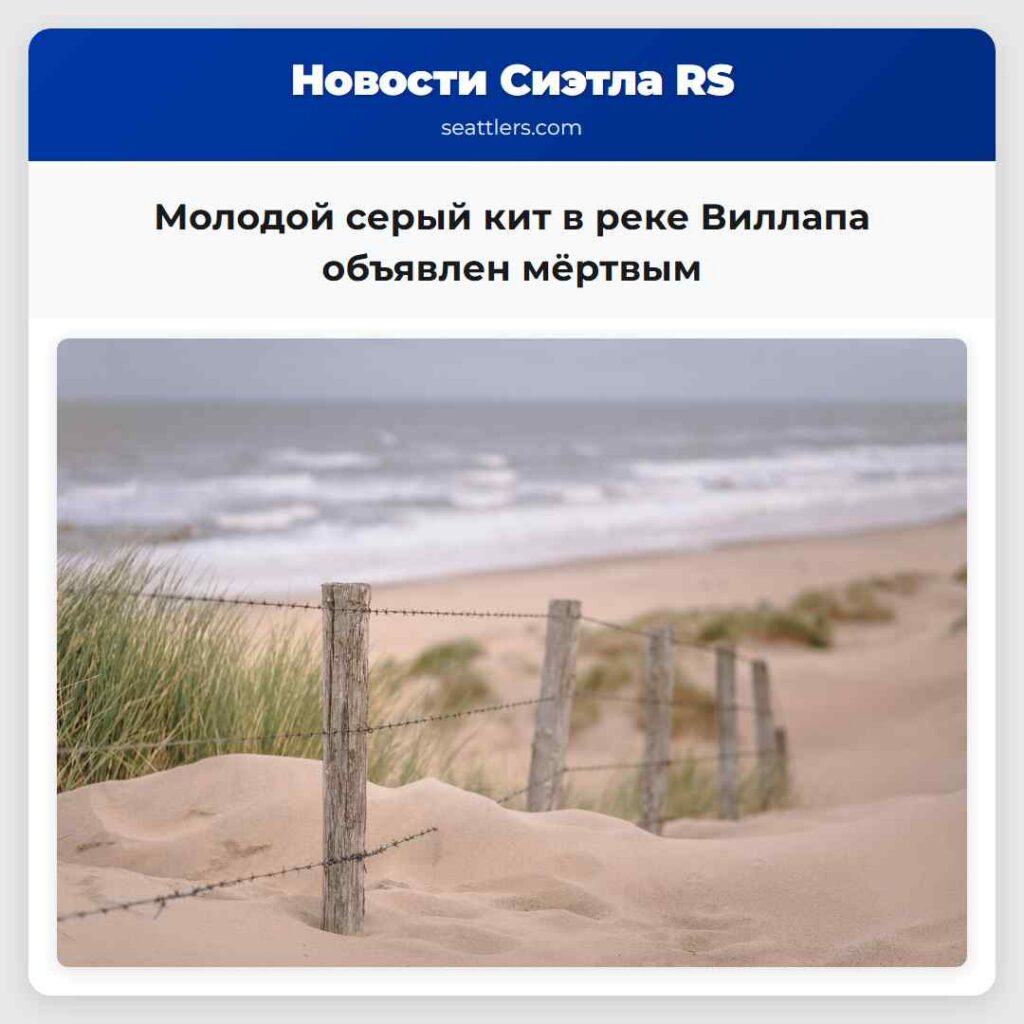 Молодой серый кит в реке Виллапа объявлен мёртвым
