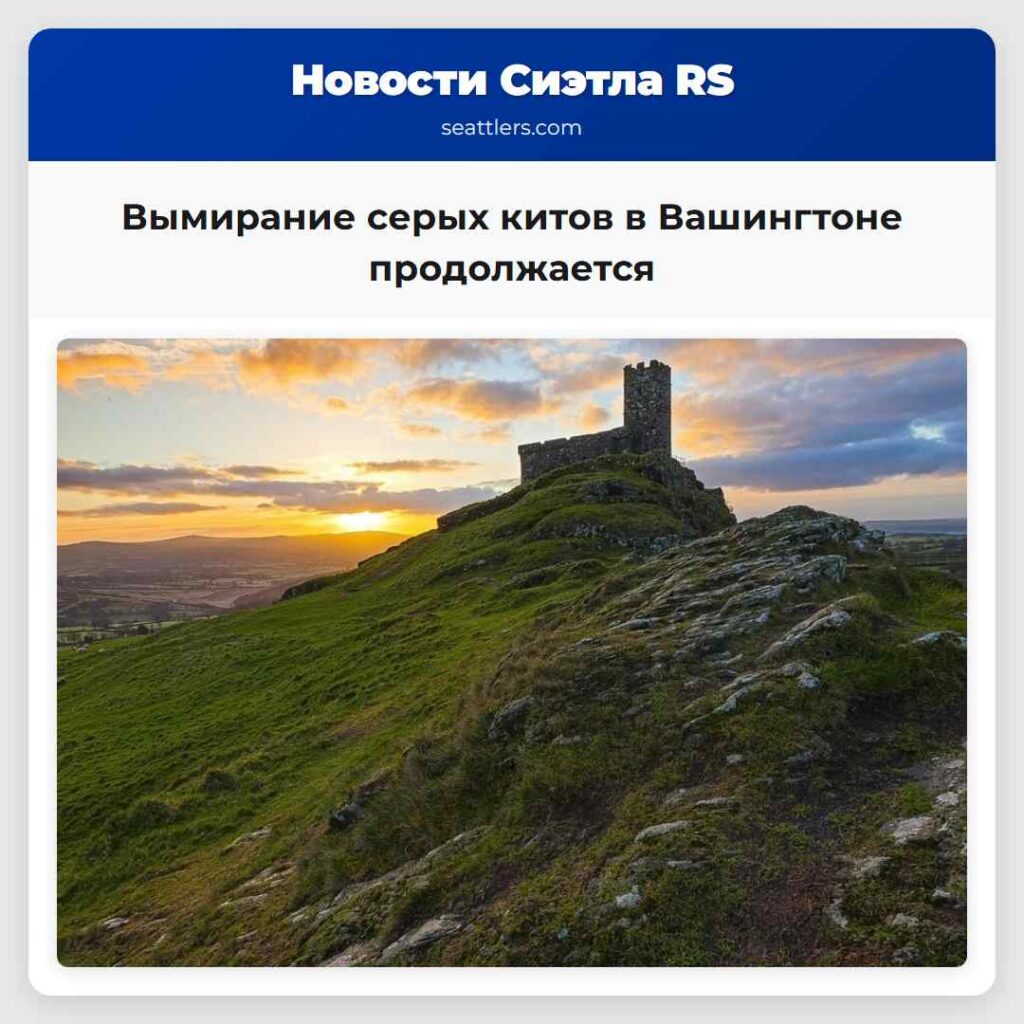 Вымирание серых китов в Вашингтоне продолжается
