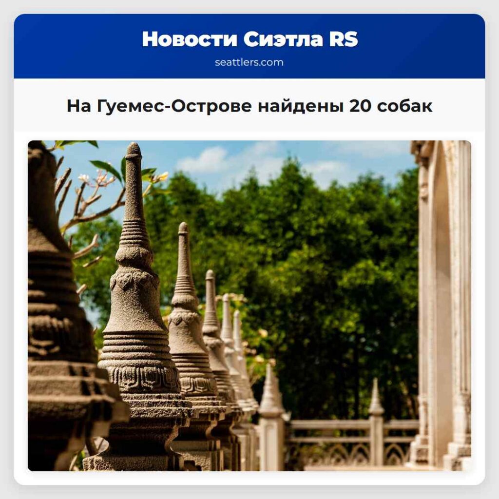 На Гуемес-Острове найдены 20 собак
