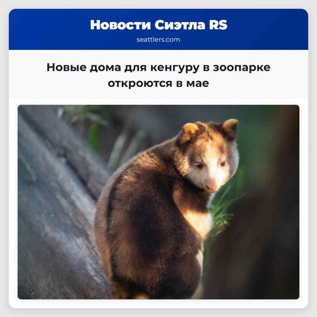 Новые дома для кенгуру в зоопарке откроются в мае