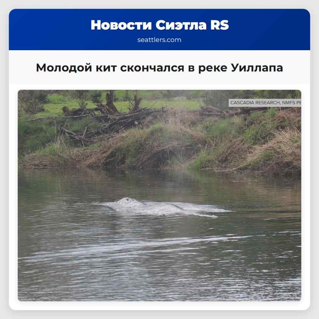 Молодой кит скончался в реке Уиллапа