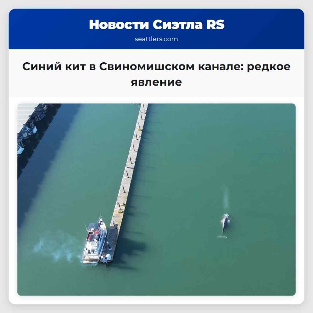 Синий кит в Свиномишском канале: редкое явление