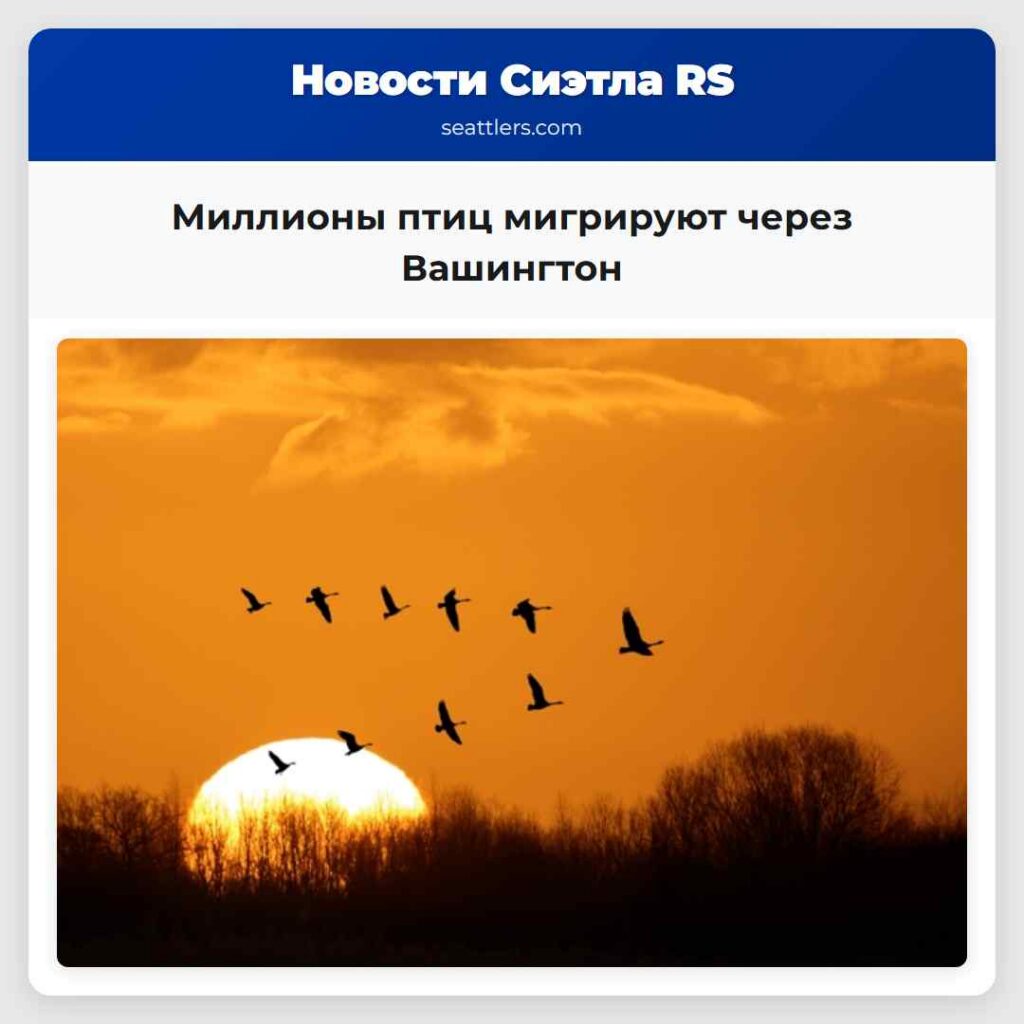 Миллионы птиц мигрируют через Вашингтон