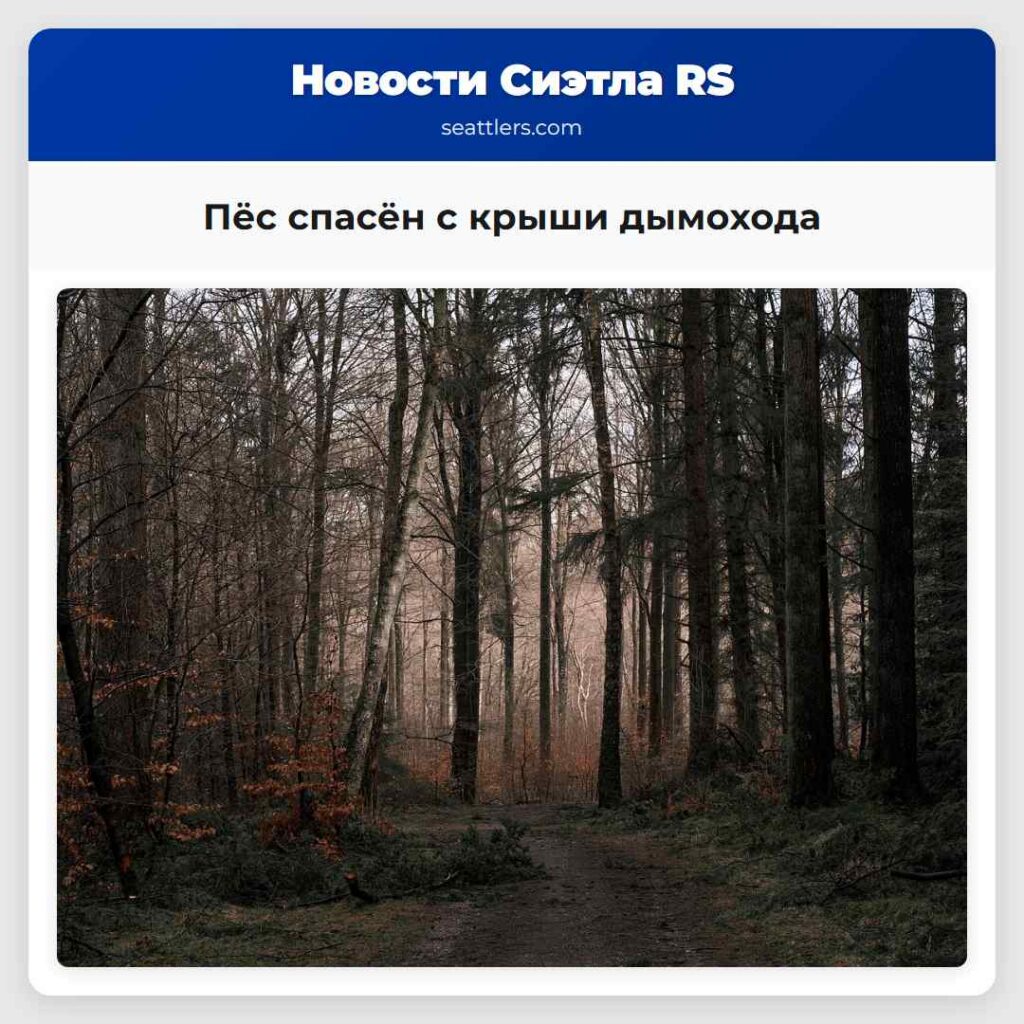 Пёс спасён с крыши дымохода