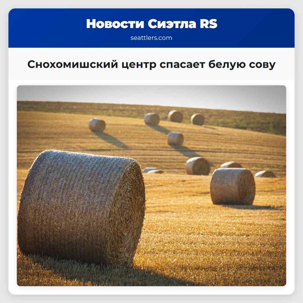 Снохомишский центр спасает белую сову