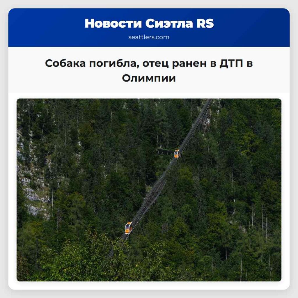 Собака погибла, отец ранен в ДТП в Олимпии