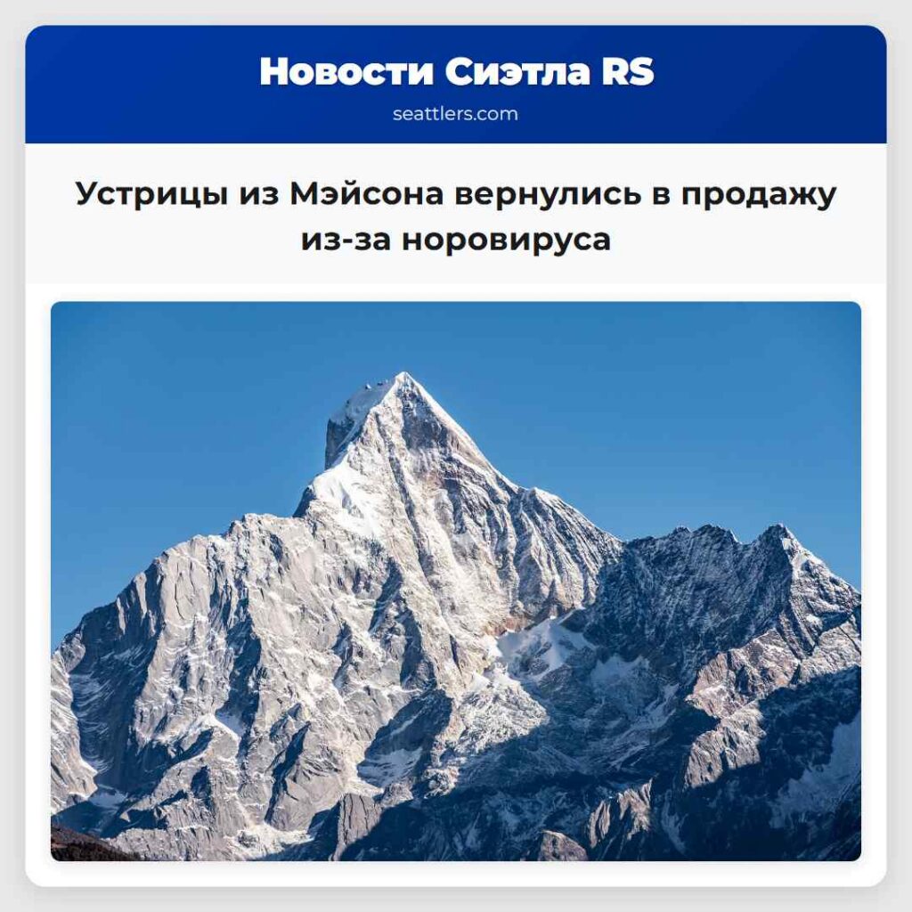 Устрицы из Мэйсона вернулись в продажу из-за