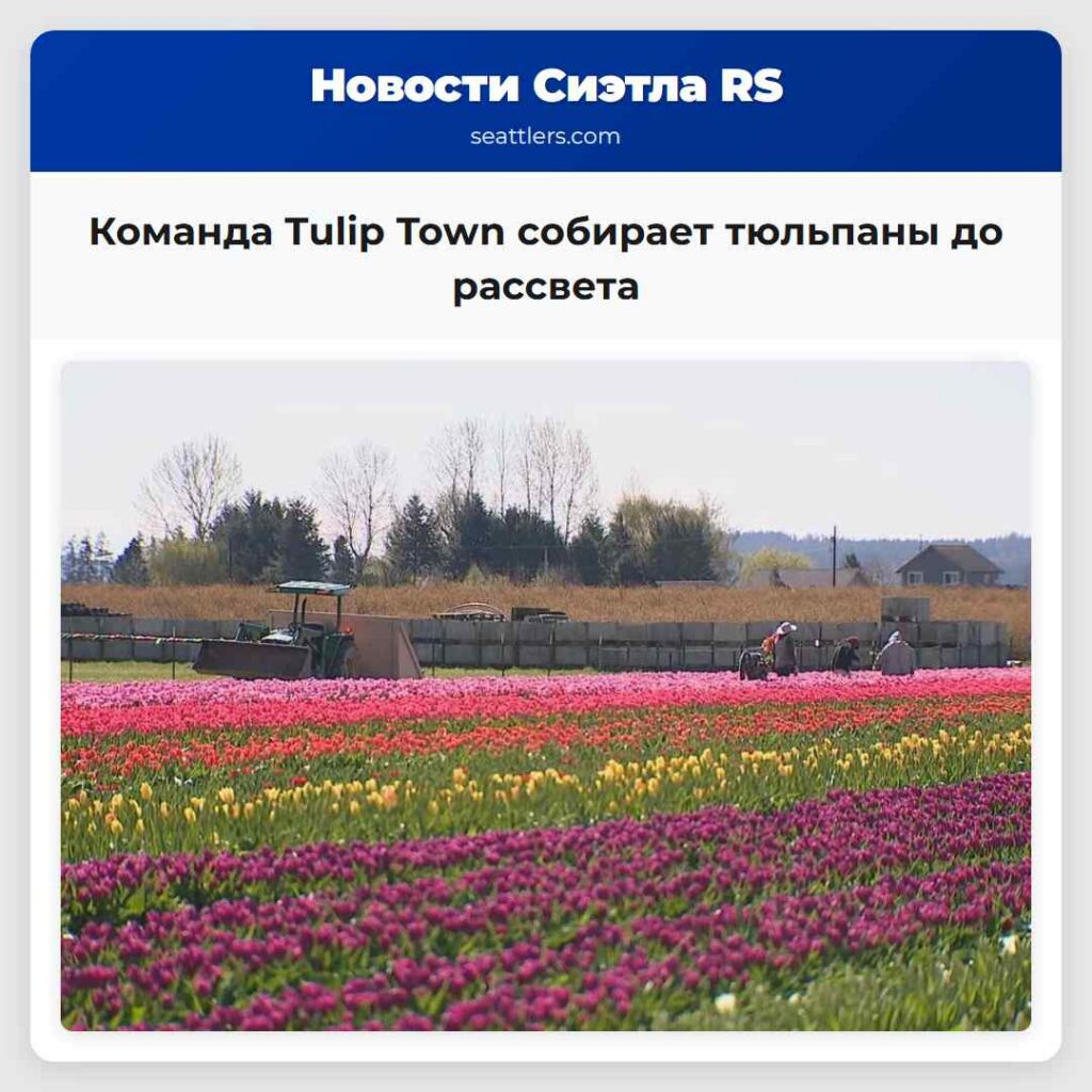 Команда Tulip Town собирает тюльпаны до рассвета